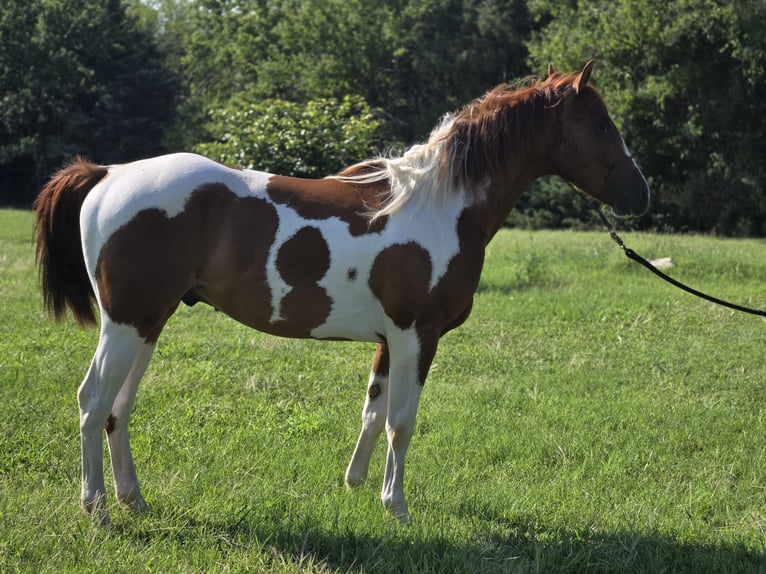 Paint-häst Valack 2 år 152 cm Overo-skäck-alla-färger in Augusta