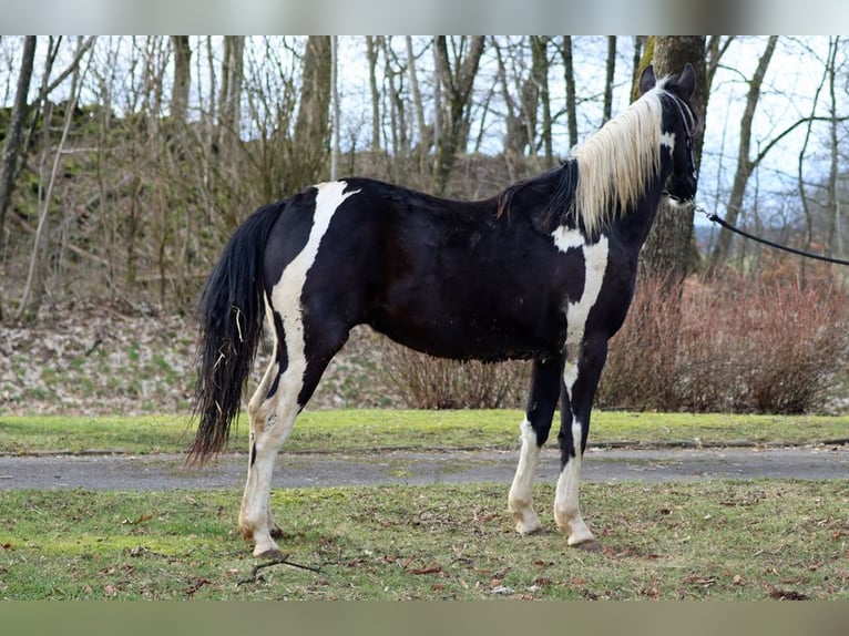 Paint-häst Valack 2 år 153 cm Tobiano-skäck-alla-färger in Hellenthal