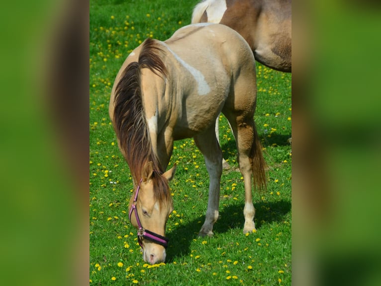 Paint-häst Valack 2 år 156 cm Champagne in Buchbach