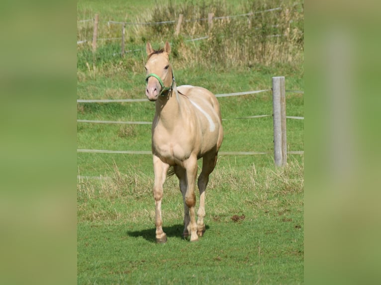 Paint-häst Valack 2 år 156 cm Champagne in Buchbach