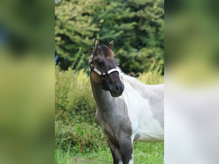 Paint-häst Valack 2 år 160 cm Tobiano-skäck-alla-färger in Greifenstein