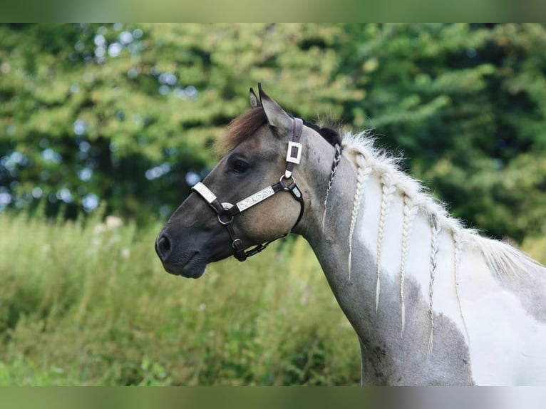 Paint-häst Valack 2 år 160 cm Tobiano-skäck-alla-färger in Greifenstein