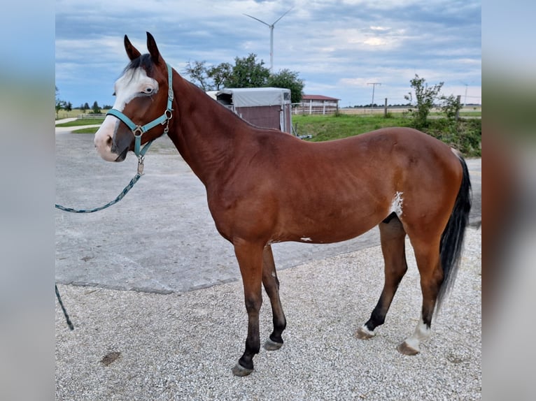 Paint-häst Valack 2 år in Steinheim am Albuch