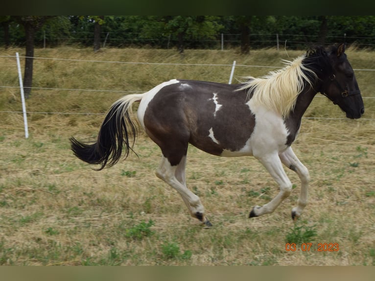 Paint-häst Valack 3 år 143 cm Black in Ahorn