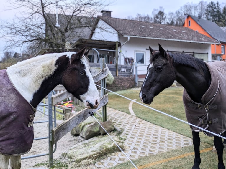 Paint-häst Valack 3 år 149 cm Tovero-skäck-alla-färger in Oberzent