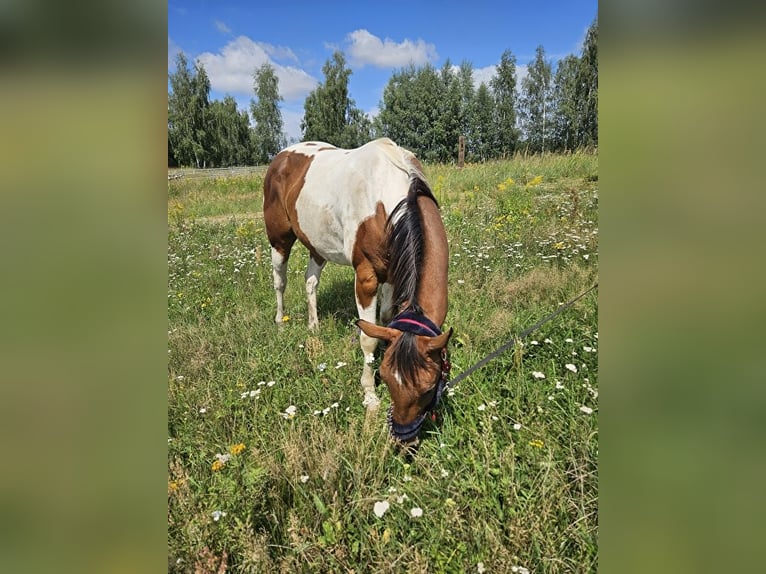 Paint-häst Valack 3 år 150 cm Pinto in Milikowice