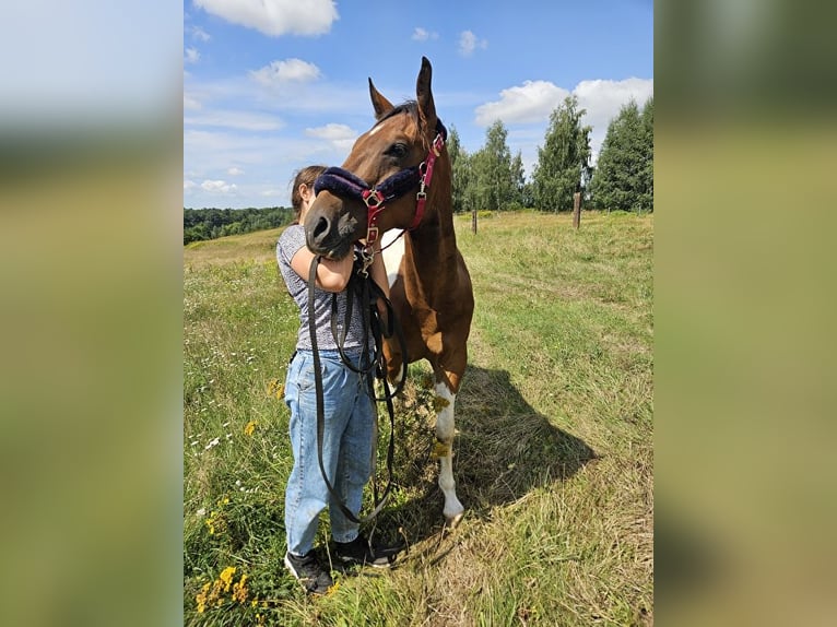 Paint-häst Valack 3 år 150 cm Pinto in Milikowice