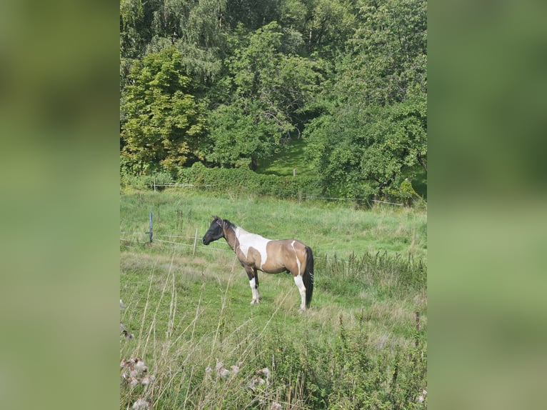 Paint-häst Blandning Valack 3 år 150 cm Tobiano-skäck-alla-färger in Gägelow