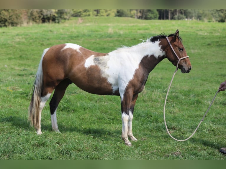 Paint-häst Valack 3 år 155 cm Pinto in Betteldorf