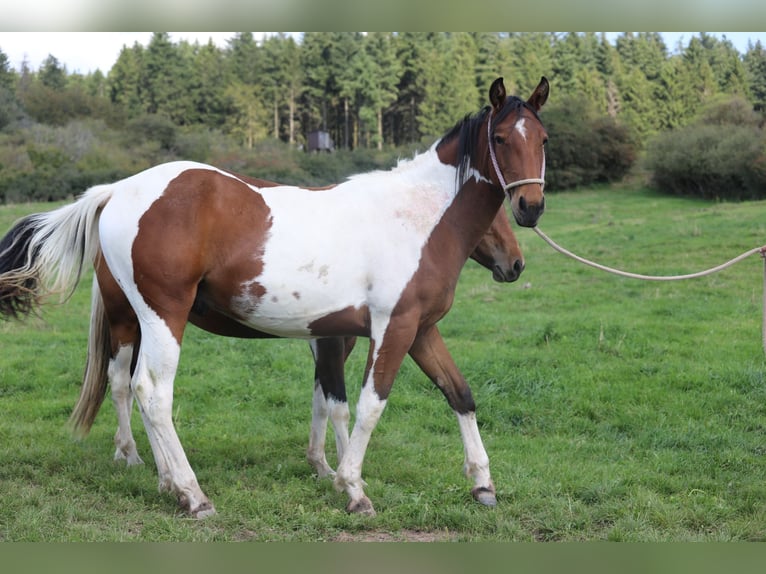 Paint-häst Blandning Valack 3 år 156 cm Pinto in Betteldorf