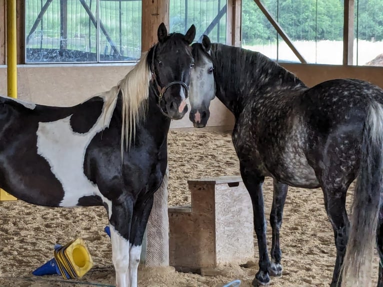 Paint-häst Blandning Valack 3 år 157 cm Pinto in Wiendorf