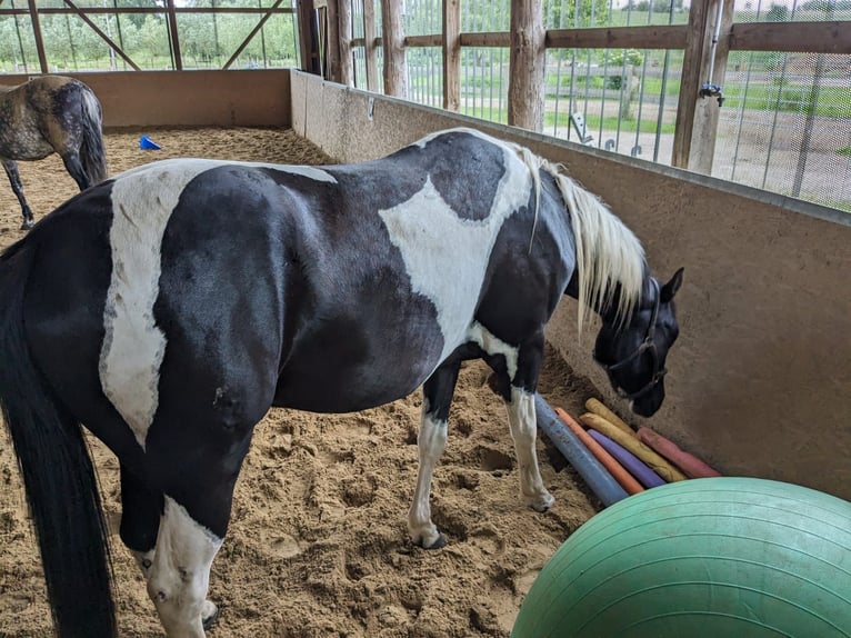 Paint-häst Blandning Valack 3 år 157 cm Pinto in Wiendorf