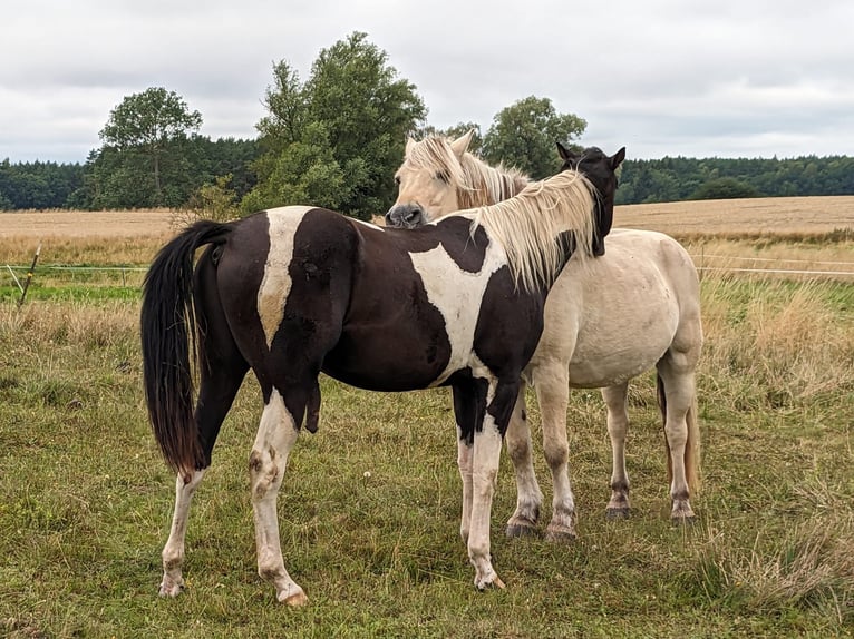 Paint-häst Valack 3 år 160 cm Pinto in Zeez