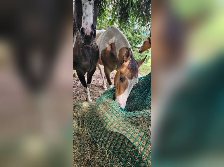 Paint-häst Valack 3 år Gulbrun in Neukirchen