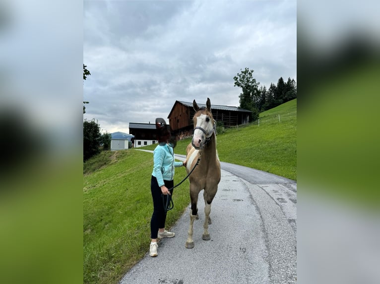 Paint-häst Valack 3 år Gulbrun in Neukirchen