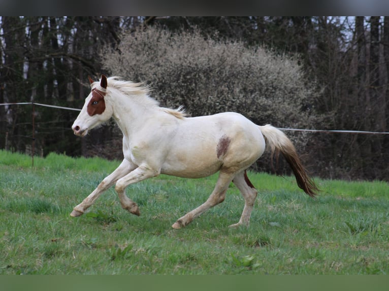 Paint-häst Blandning Valack 3 år Tovero-skäck-alla-färger in GLOBOKO