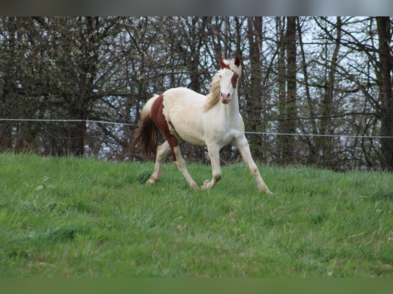 Paint-häst Blandning Valack 3 år Tovero-skäck-alla-färger in GLOBOKO