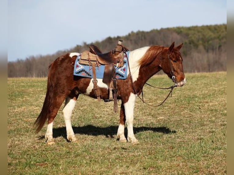 Paint-häst Valack 4 år 145 cm Fux in Somerset