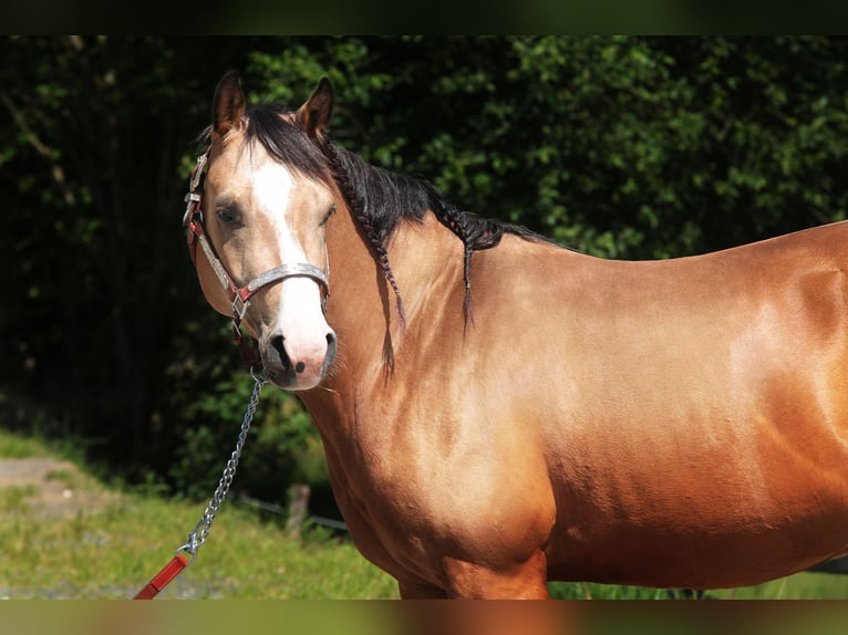 Paint-häst Valack 4 år 145 cm Gulbrun in WindeckWindeck