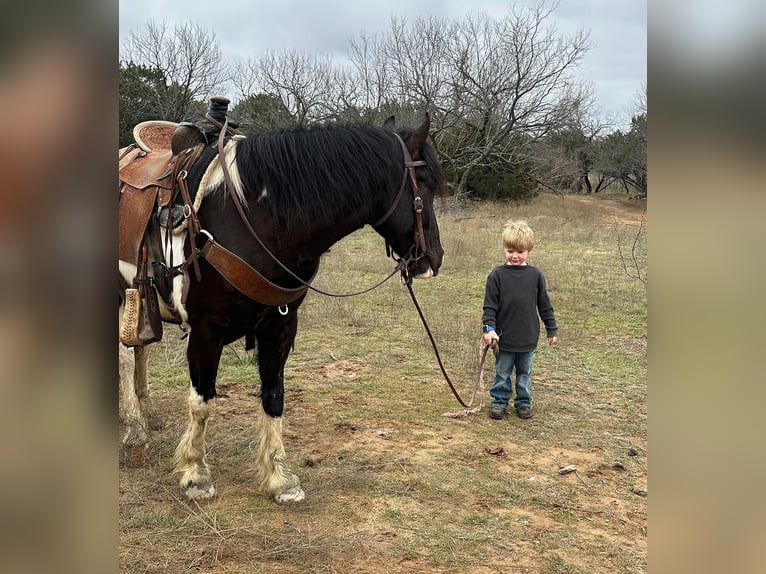 Paint-häst Valack 4 år 145 cm Tobiano-skäck-alla-färger in Jacksboro TX