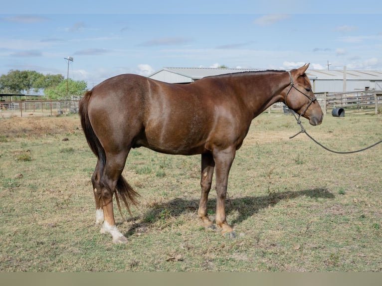 Paint-häst Valack 4 år 152 cm Fux in Winnie