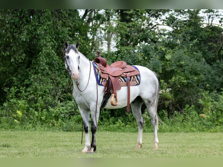 Paint-häst Valack 4 år 152 cm Grå in Dodgeville, WI