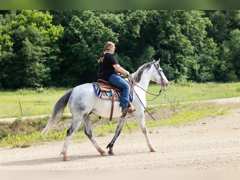 Paint-häst Valack 4 år 152 cm Grå in Dodgeville, WI