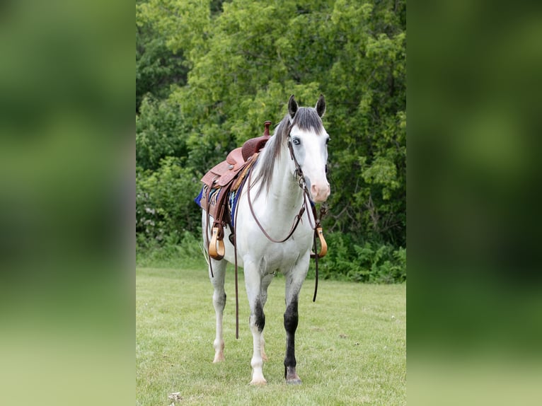 Paint-häst Valack 4 år 152 cm Grå in Dodgeville, WI