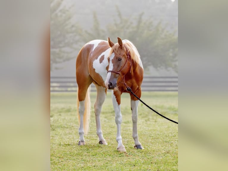 Paint-häst Valack 4 år 152 cm Palomino in New Holland, PA