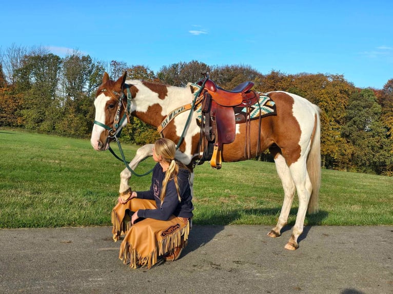 Paint-häst Valack 4 år 152 cm Pinto in Linkenbach