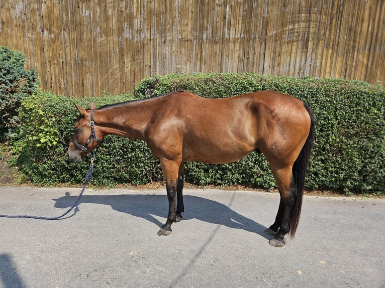 Paint-häst Valack 4 år 154 cm Brun in Bergkamen