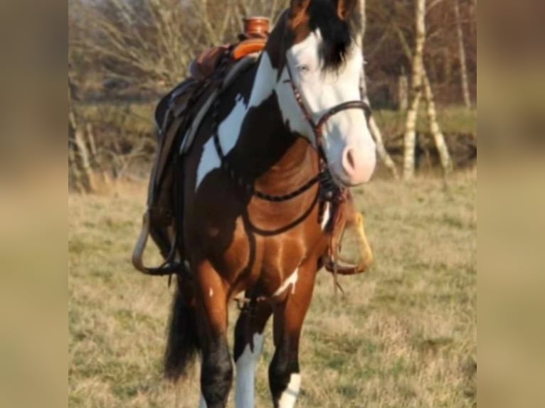 Paint-häst Blandning Valack 4 år 155 cm Tovero-skäck-alla-färger in Maulde