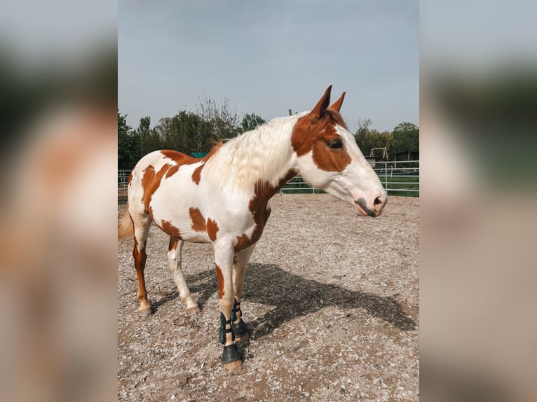 Paint-häst Blandning Valack 4 år 164 cm Pinto in Laudenbach
