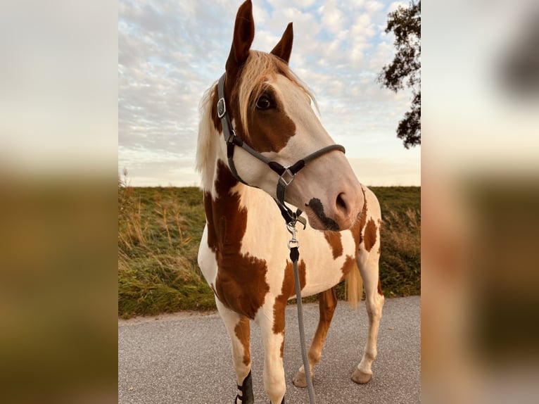 Paint-häst Blandning Valack 4 år 164 cm Pinto in Laudenbach