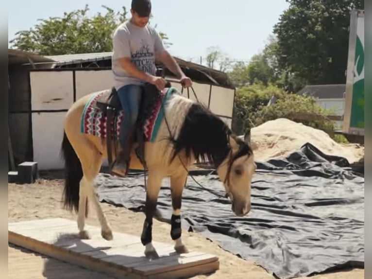 Paint-häst Valack 4 år Gulbrun in Lexington, NC