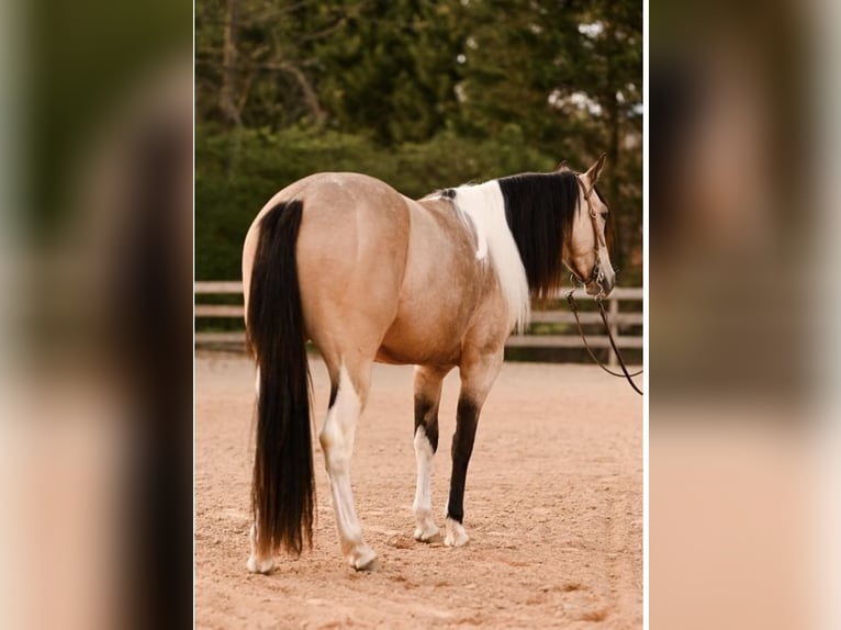 Paint-häst Valack 4 år Gulbrun in Lexington, NC