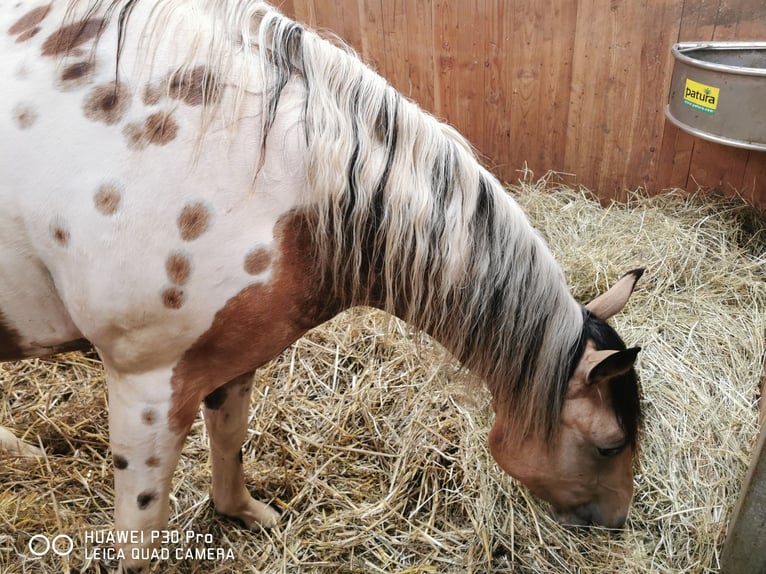 Paint-häst Blandning Valack 4 år Gulbrun in BETTELDORF