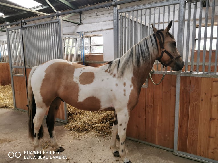Paint-häst Blandning Valack 4 år Gulbrun in BETTELDORF