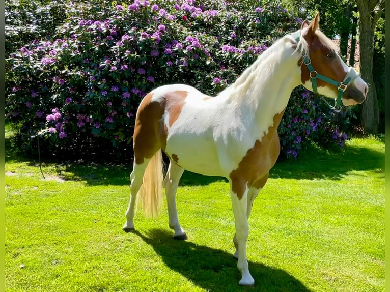 Paint-häst Valack 5 år 145 cm Tobiano-skäck-alla-färger in Bunde