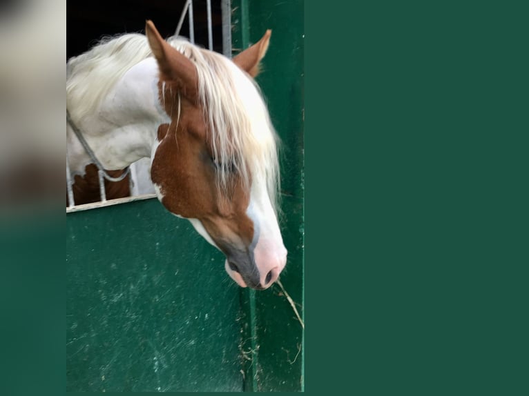 Paint-häst Valack 5 år 145 cm Tobiano-skäck-alla-färger in Bunde