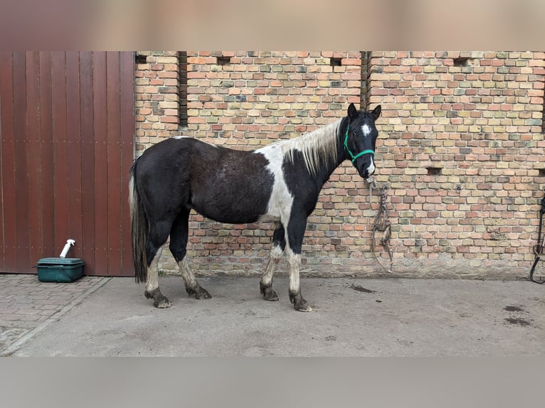 Paint-häst Valack 5 år 145 cm Tobiano-skäck-alla-färger in Mittenwalde
