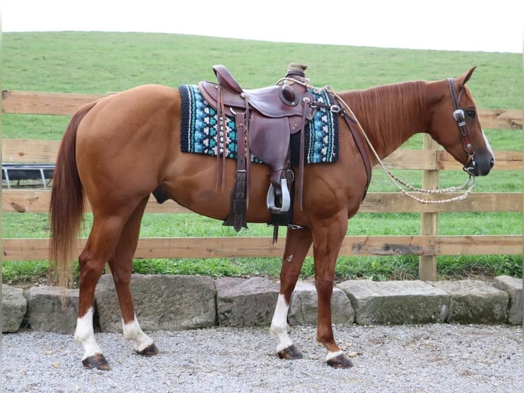 Paint-häst Valack 5 år 147 cm Fux in Dundee, OH