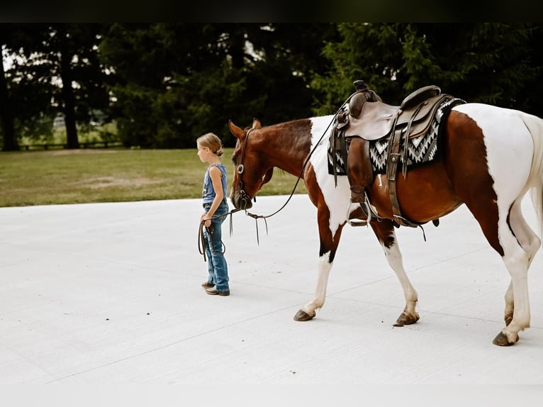 Paint-häst Valack 5 år 147 cm Pinto in Dalton, OH