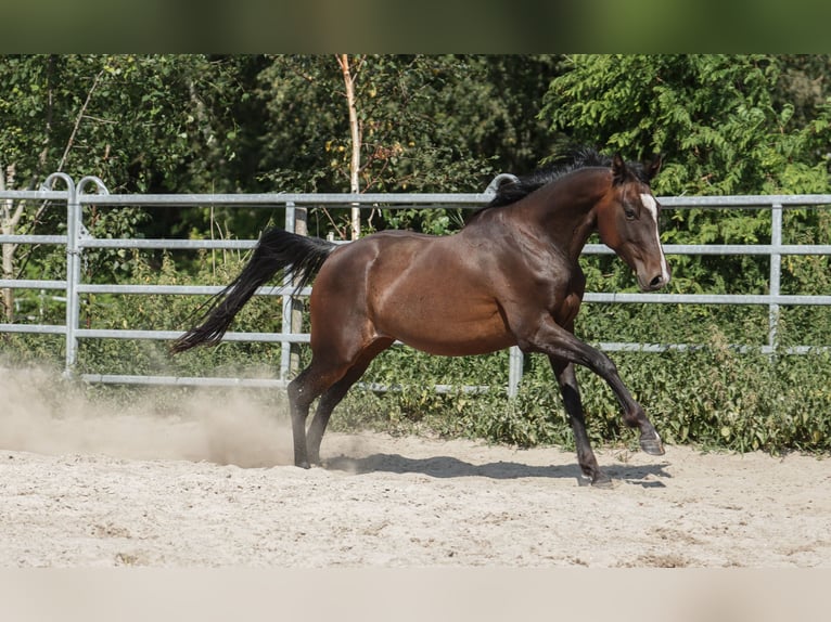 Paint-häst Valack 5 år 150 cm Mörkbrun in Varel