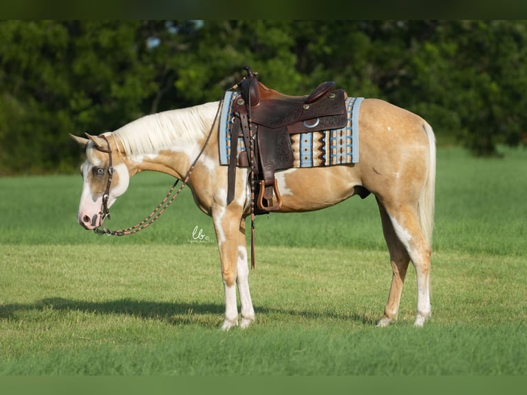 Paint-häst Valack 5 år 152 cm Palomino in Terrell