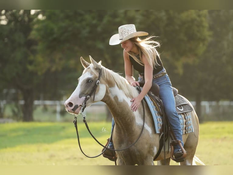 Paint-häst Valack 5 år 152 cm Palomino in Terrell