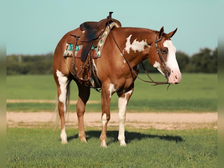 Paint-häst Valack 5 år 155 cm Fux in Whitesboro, TX