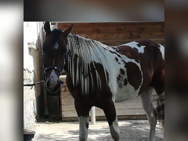 Paint-häst Valack 5 år 155 cm Tobiano-skäck-alla-färger in WerfenauTarsdorf