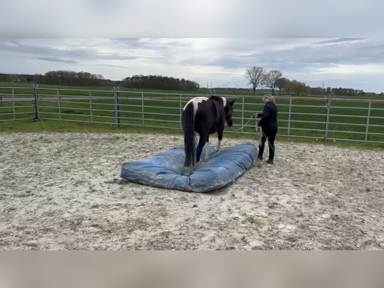 Paint-häst Valack 5 år 155 cm Tobiano-skäck-alla-färger in Asendorf