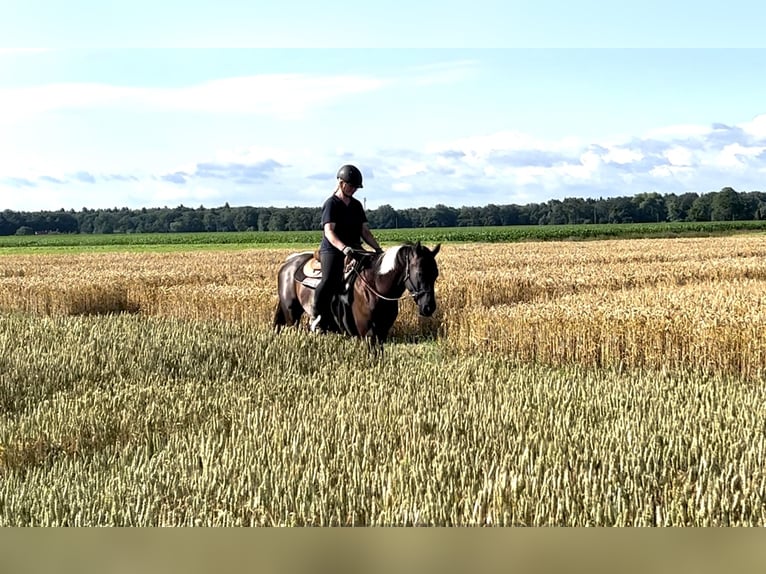 Paint-häst Valack 5 år 155 cm Tobiano-skäck-alla-färger in Asendorf